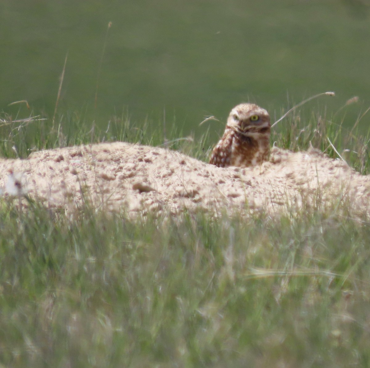 Burrowing Owl - Robin Wolcott