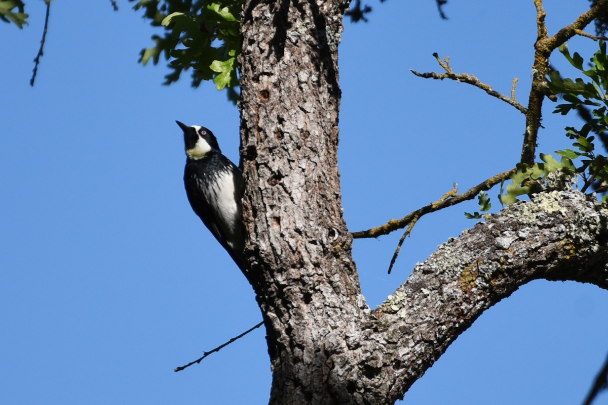 Acorn Woodpecker - Bruce Mast