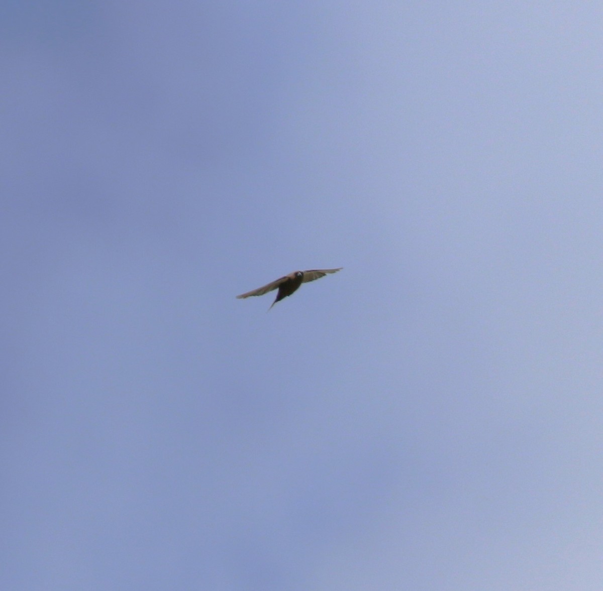 Nankeen Kestrel - ML618959818