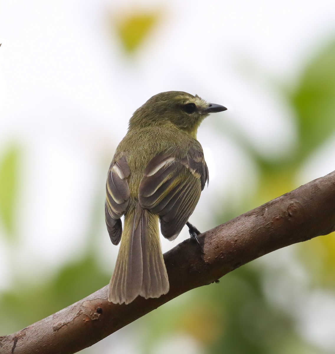 Yellow Tyrannulet - Obed Canales