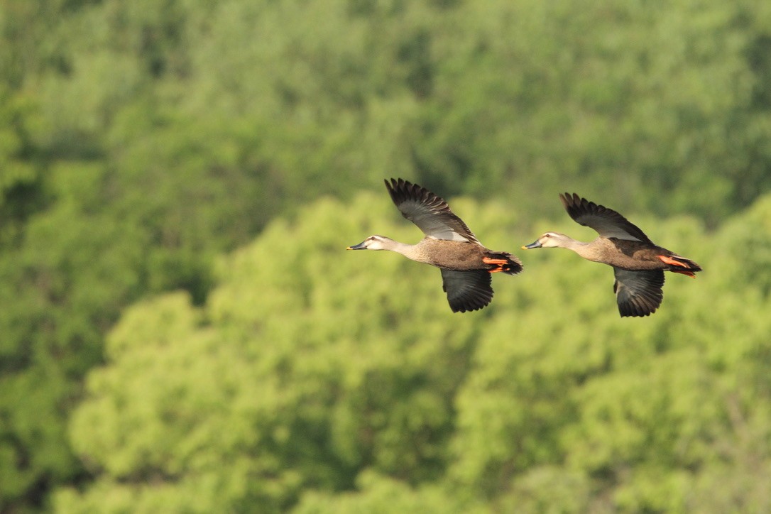 Eastern Spot-billed Duck - ML618959821