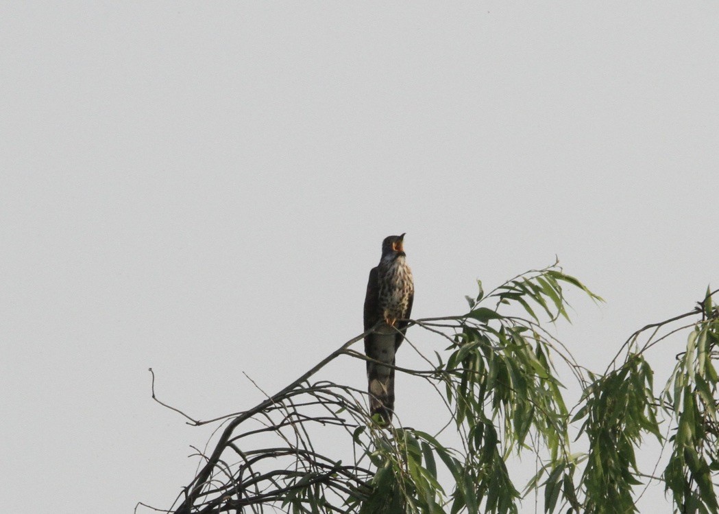 Large Hawk-Cuckoo - Richard Davis