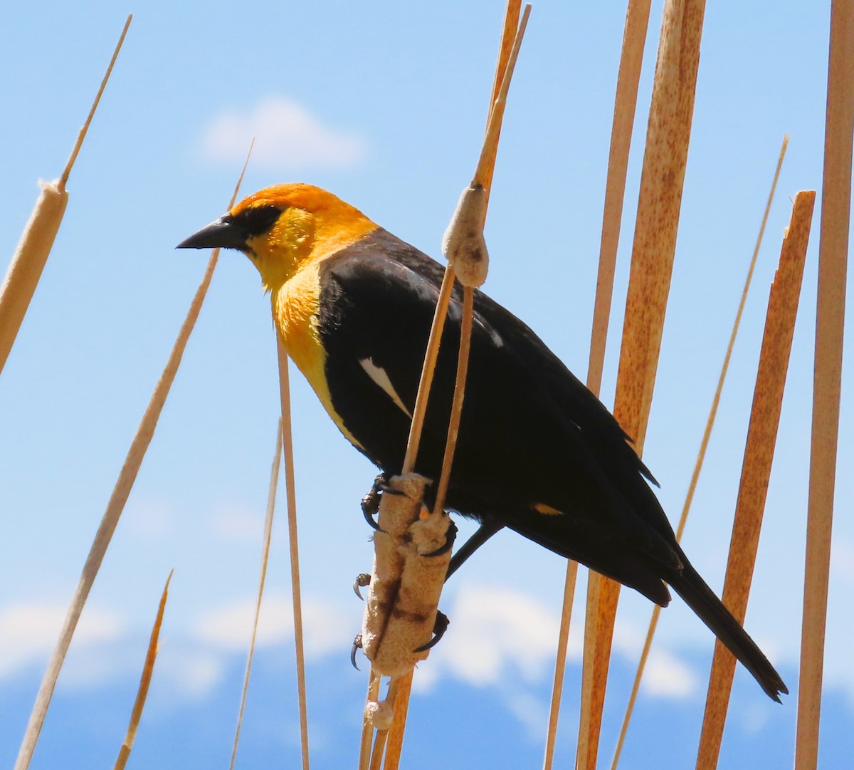 Yellow-headed Blackbird - ML618959837