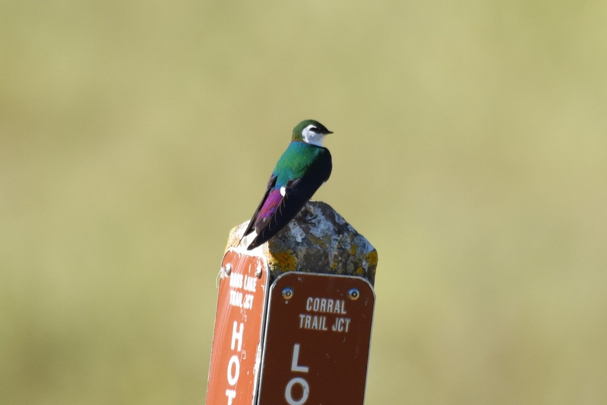 Violet-green Swallow - Bruce Mast