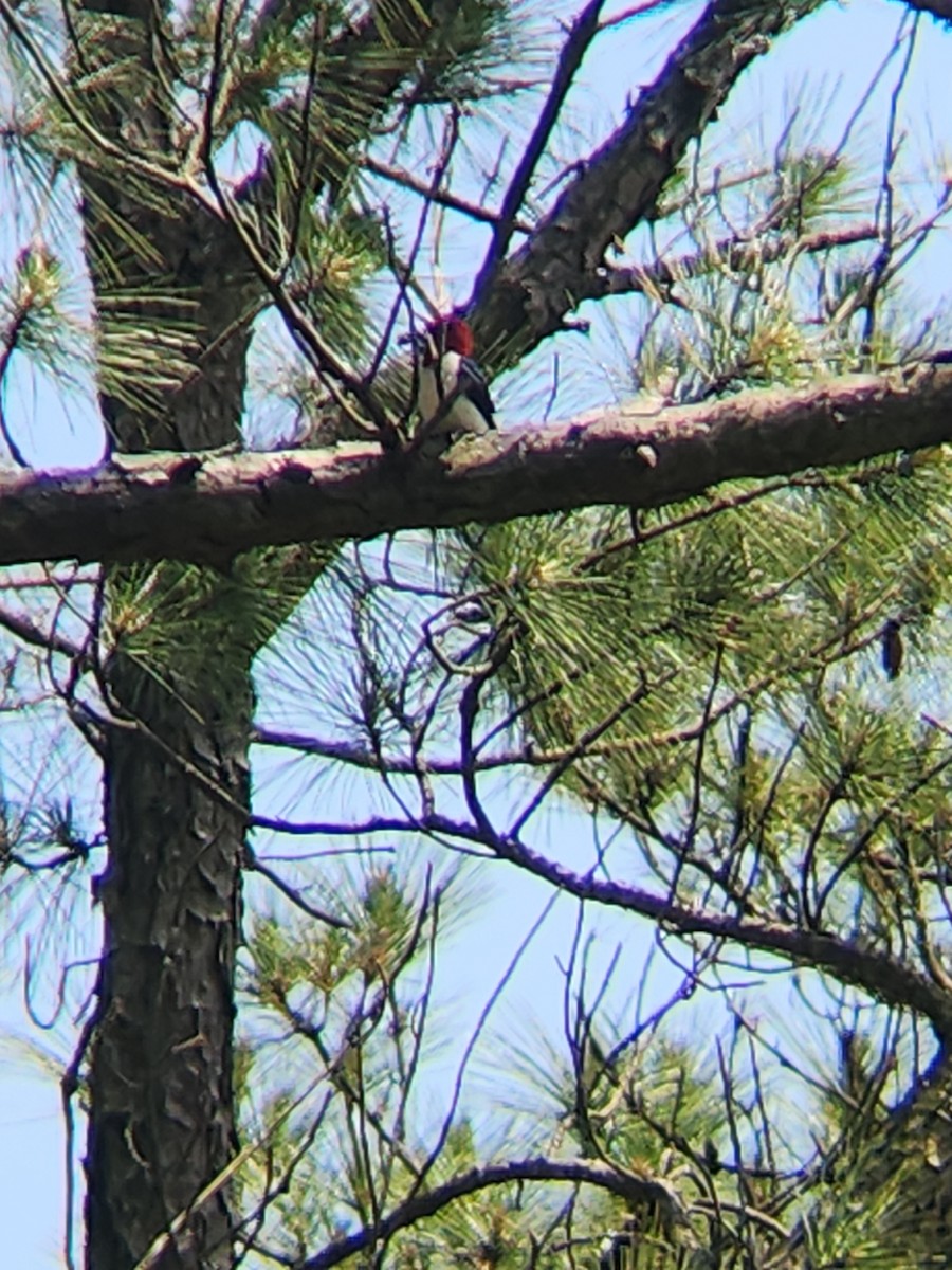 Red-headed Woodpecker - ML618959843