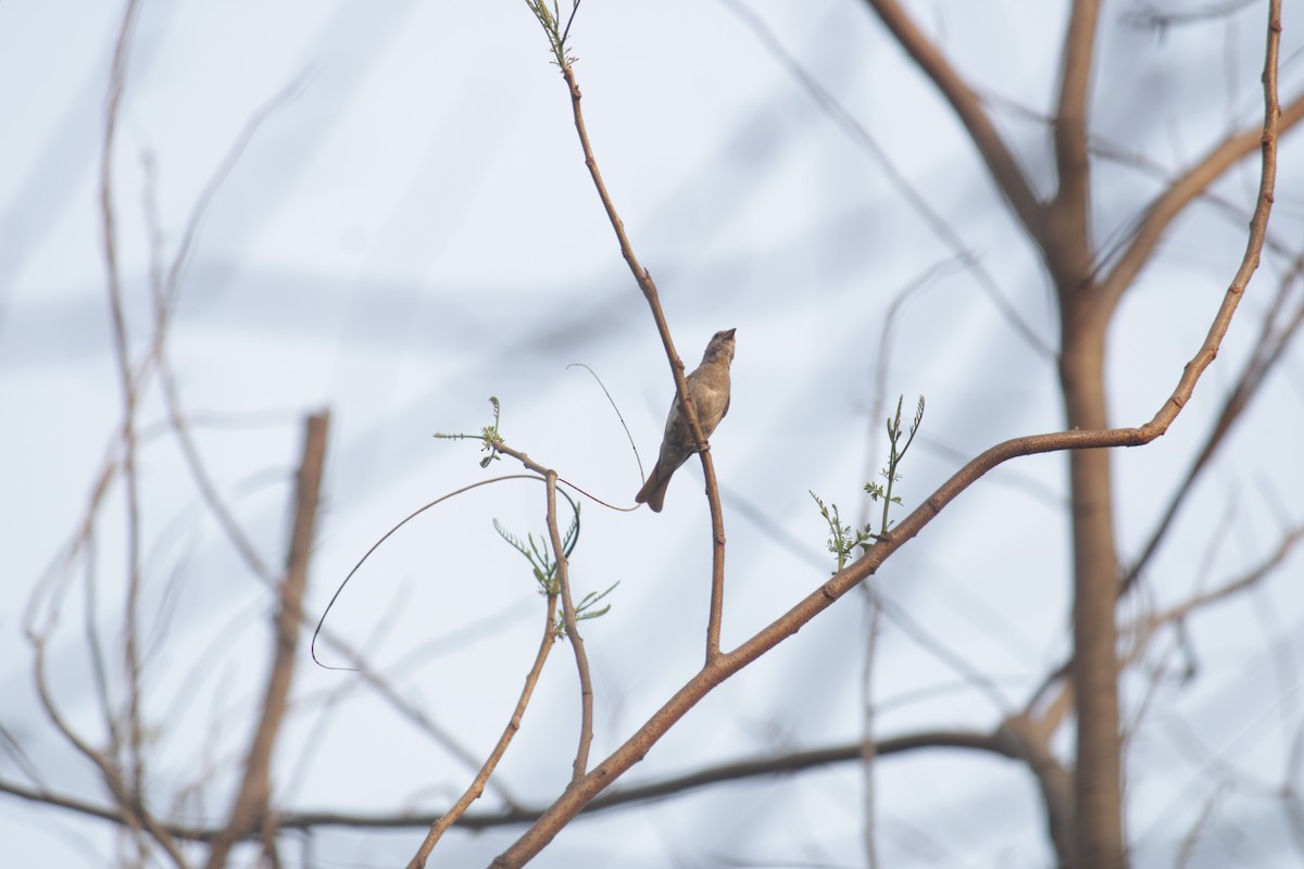 Thick-billed Flowerpecker - ML618959867