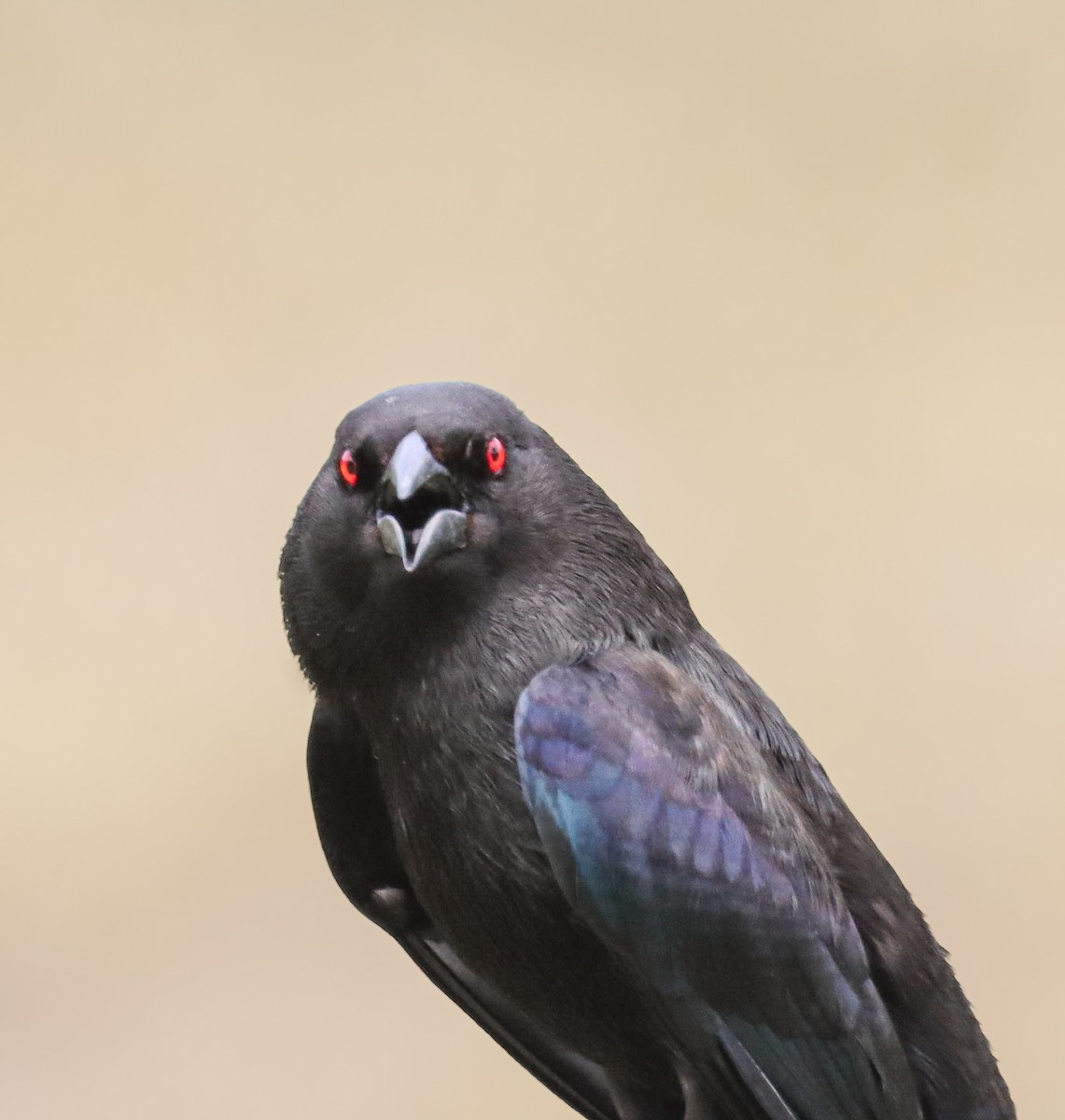 Bronzed Cowbird - Obed Canales