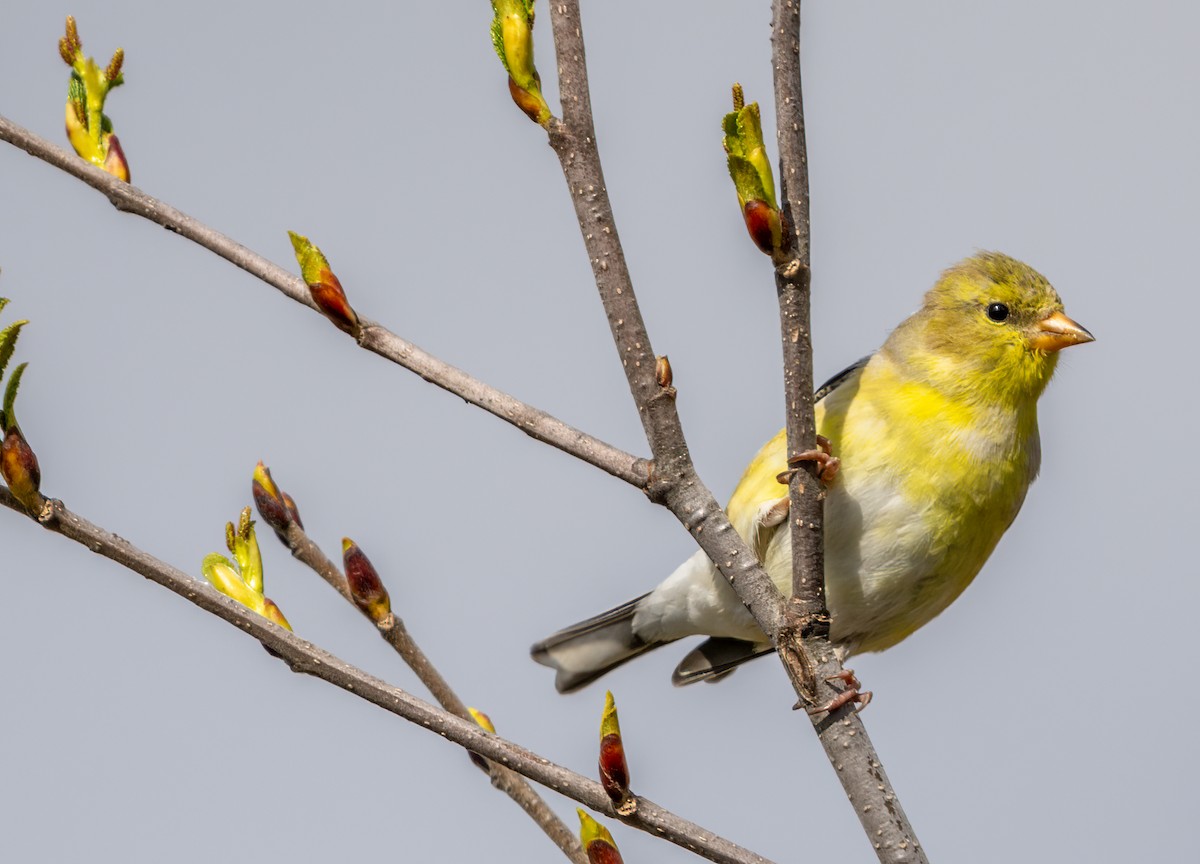 American Goldfinch - Jim Carroll