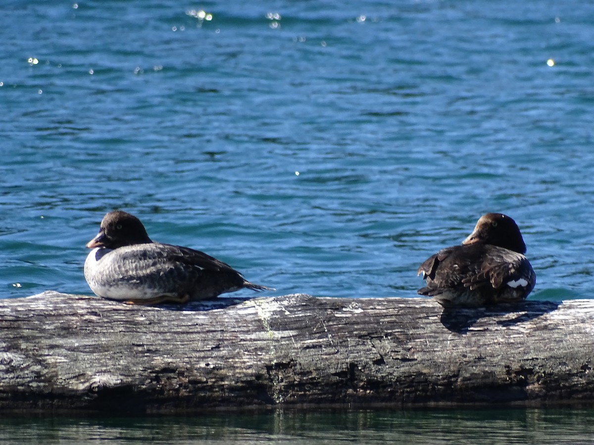 Barrow's Goldeneye - ML618959888