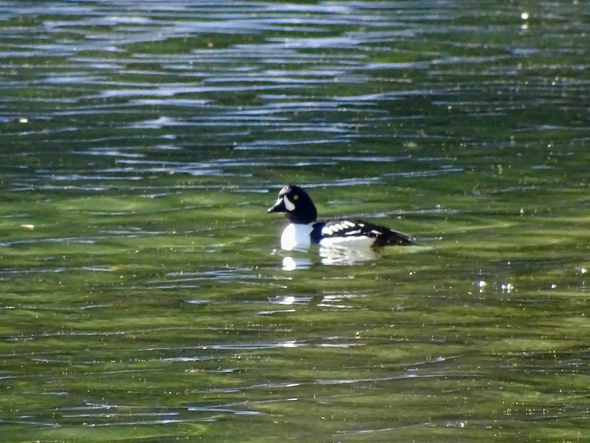 Barrow's Goldeneye - ML618959895