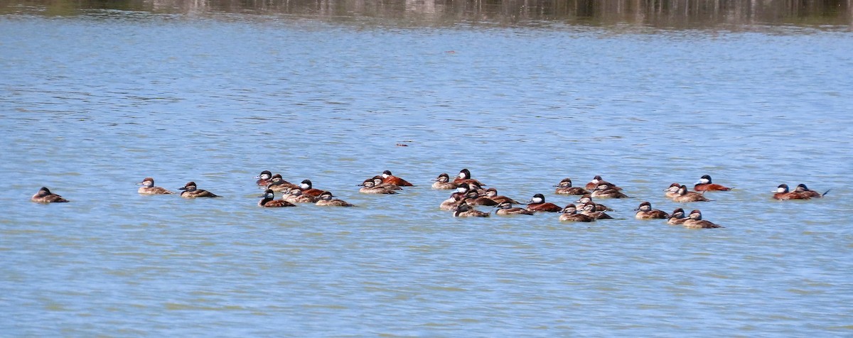 Ruddy Duck - ML618959898