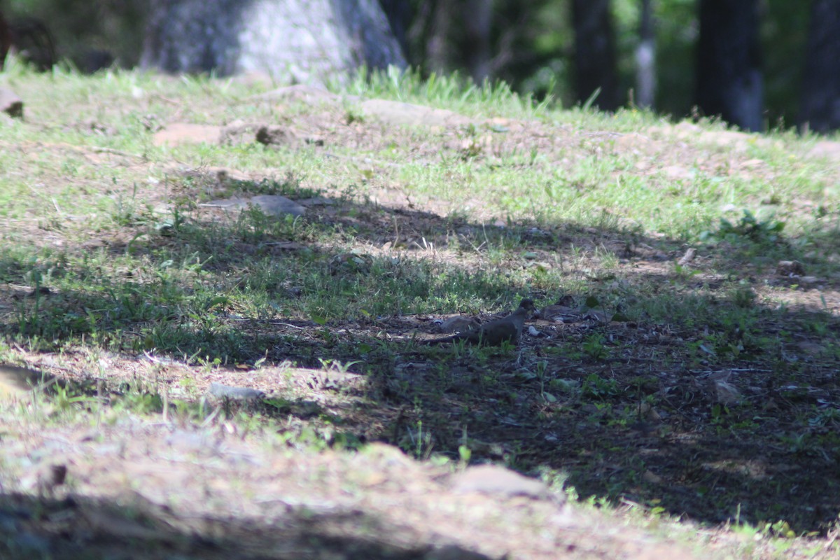 Mourning Dove - ML618959899