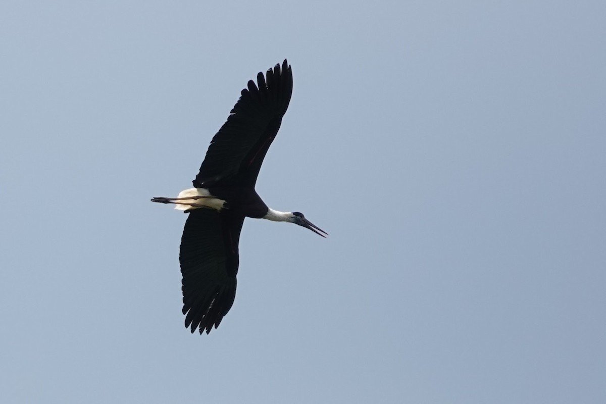 Asian Woolly-necked Stork - Brecht Caers