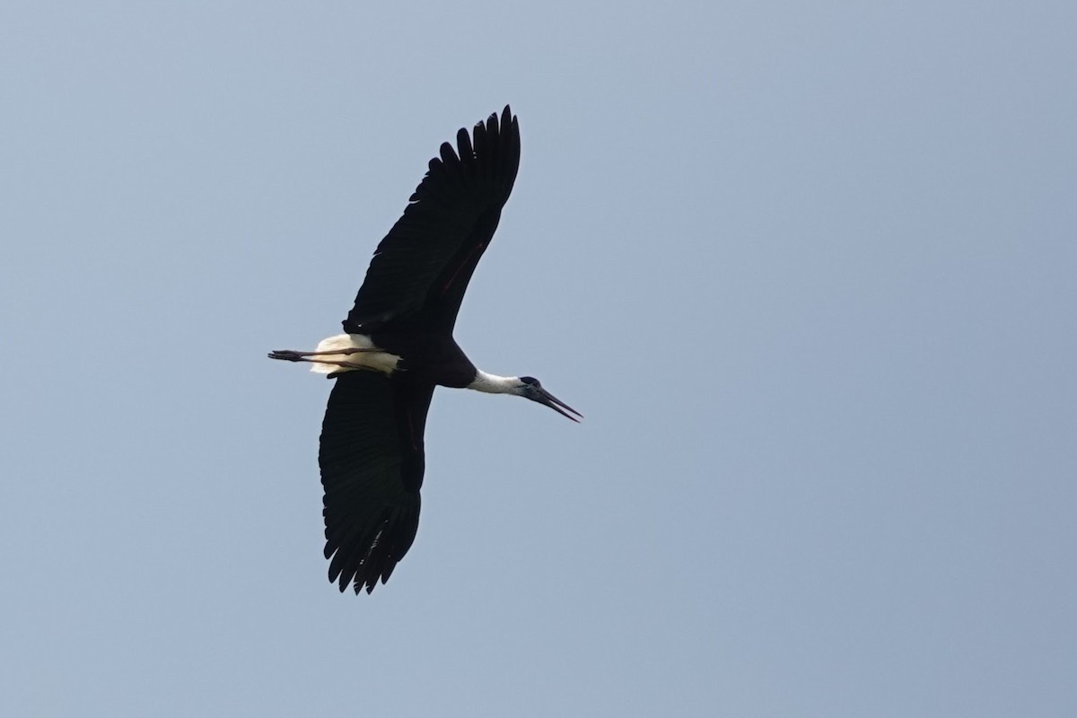 Cigogne épiscopale - ML618959906