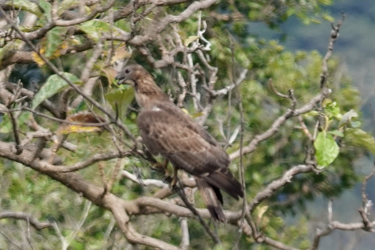 Oriental Honey-buzzard (Indomalayan) - Brecht Caers