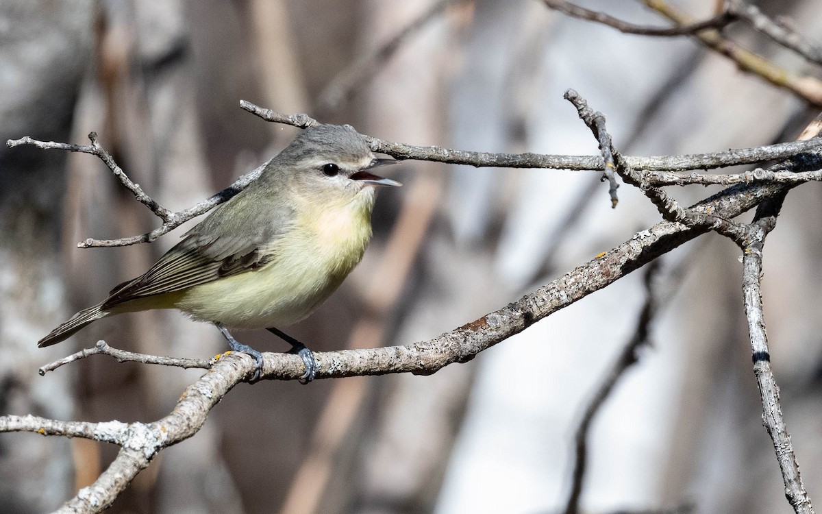 Philadelphia Vireo - Vincent Giroux