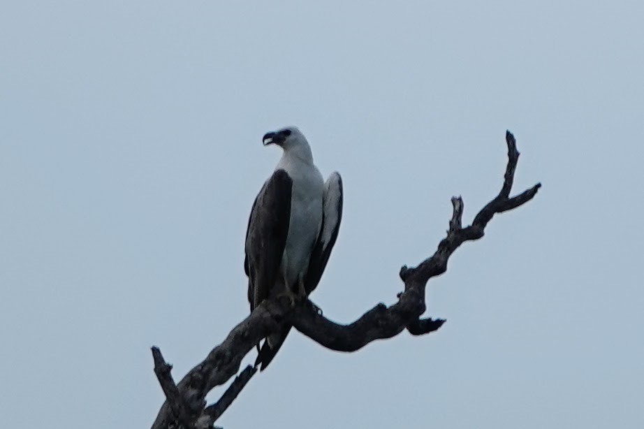 White-bellied Sea-Eagle - ML618959925