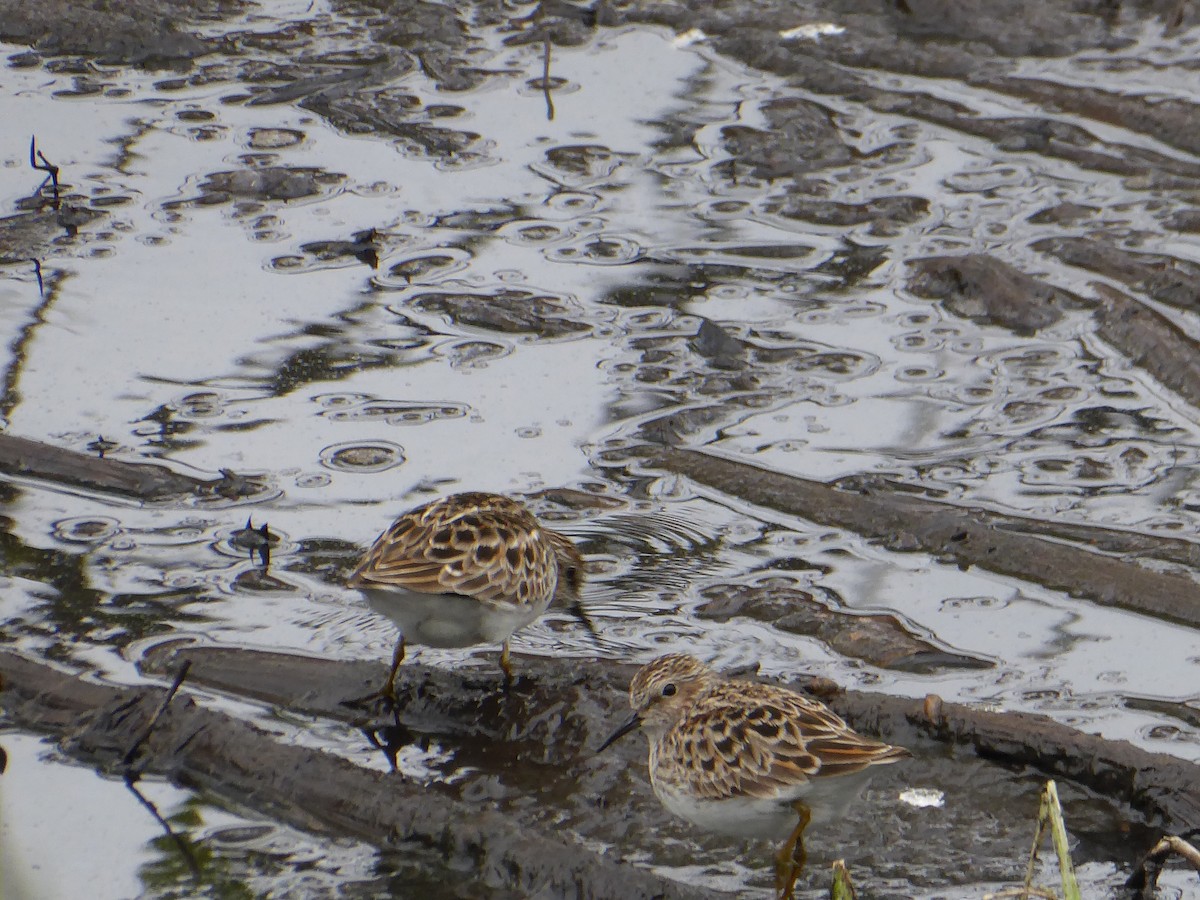 Least Sandpiper - M. Jordan