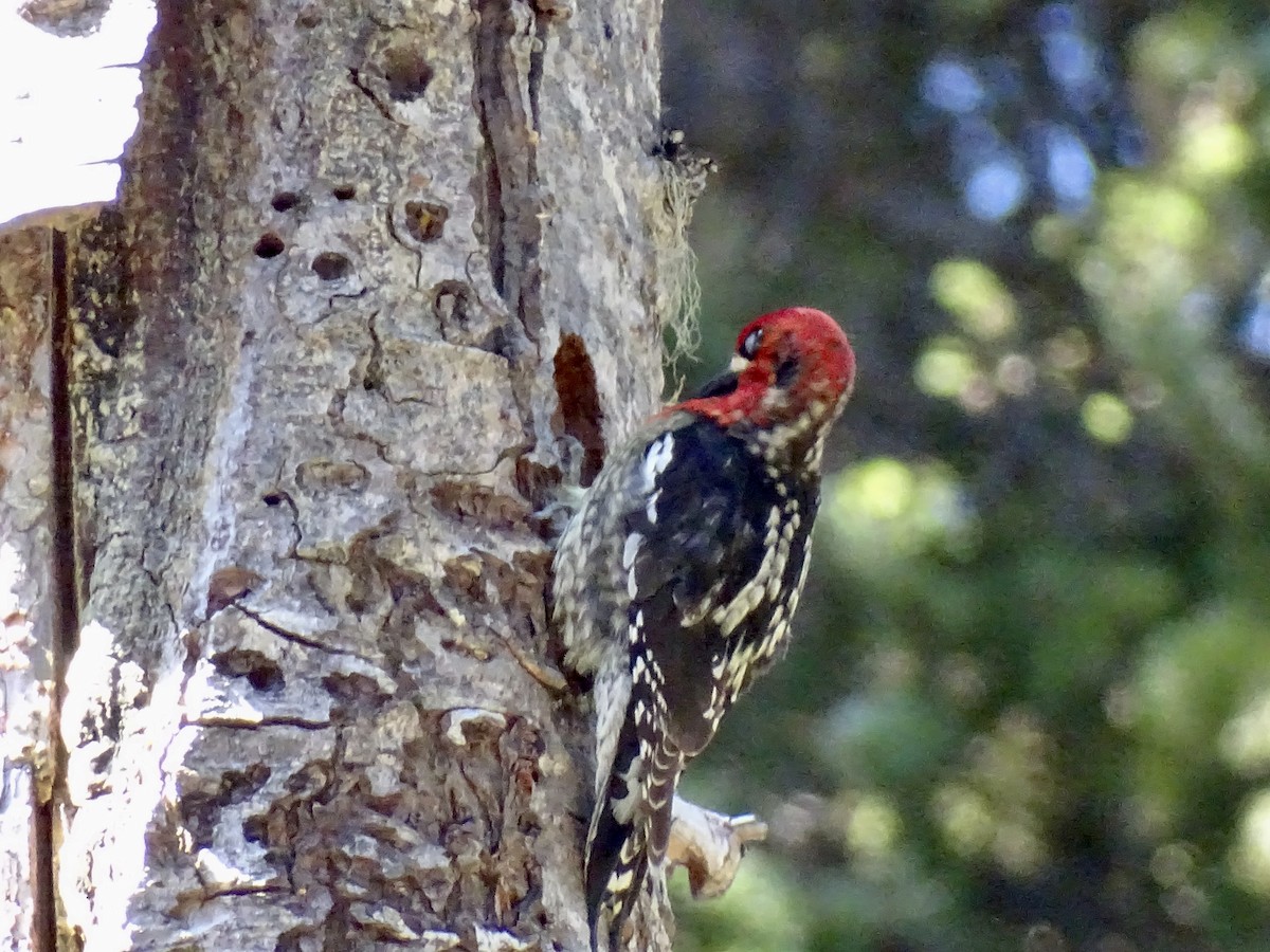 Red-breasted Sapsucker - Amelia Preston