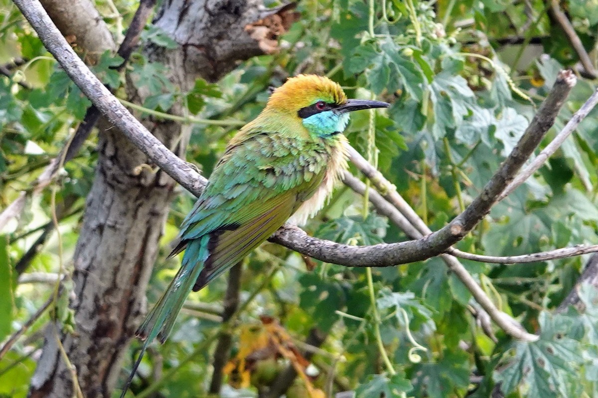 Asian Green Bee-eater - ML618959954