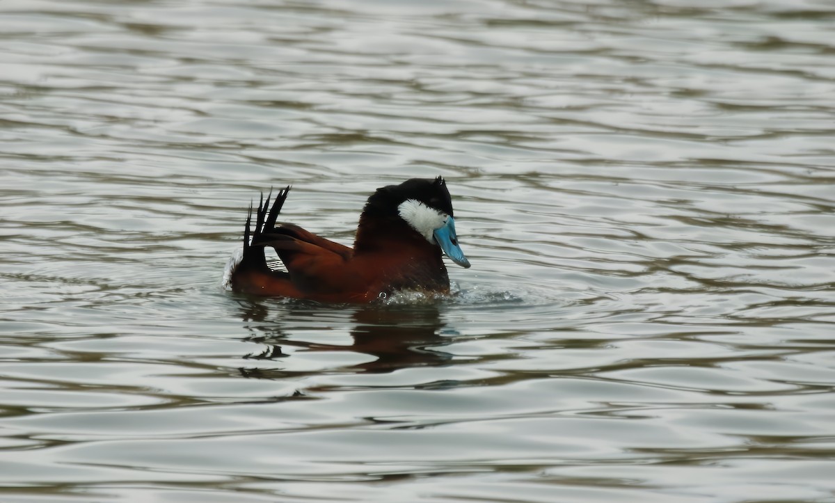 Ruddy Duck - Christopher Takacs