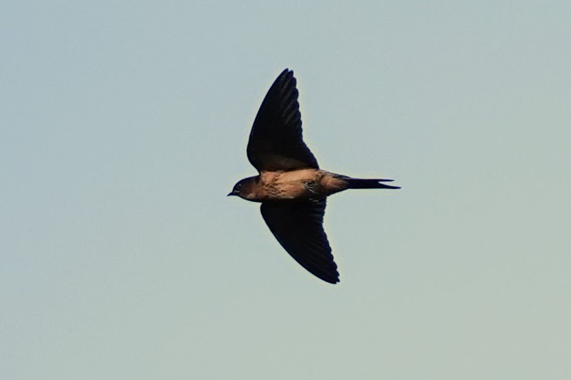 Red-rumped Swallow - ML618959962