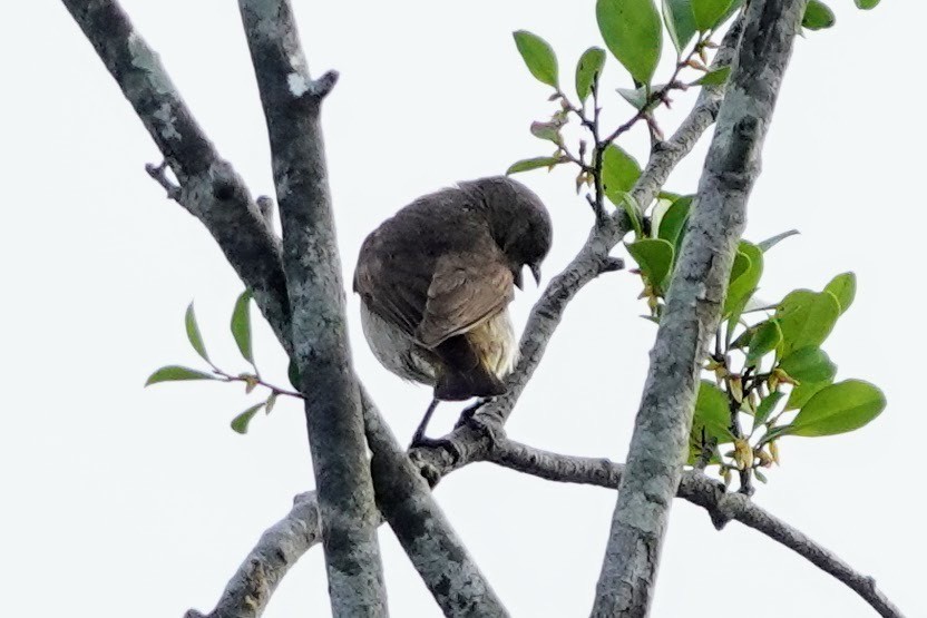 Thick-billed Flowerpecker - Brecht Caers