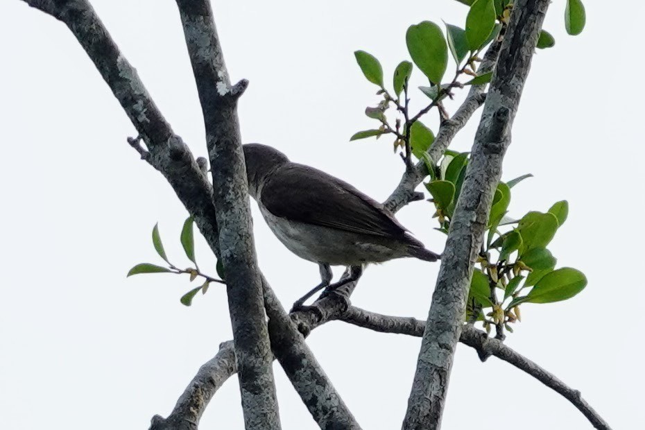 Thick-billed Flowerpecker - ML618959974