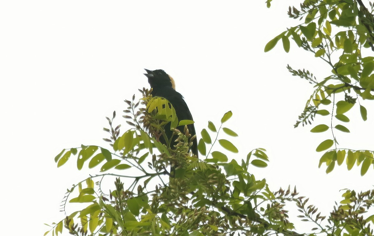 Bobolink - Christopher Takacs