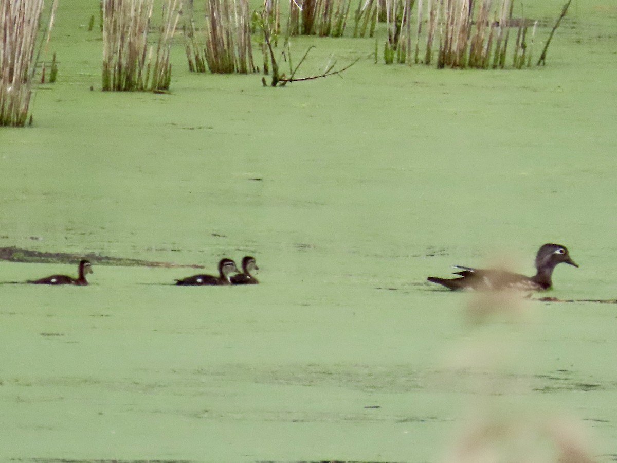 Wood Duck - ML618959984