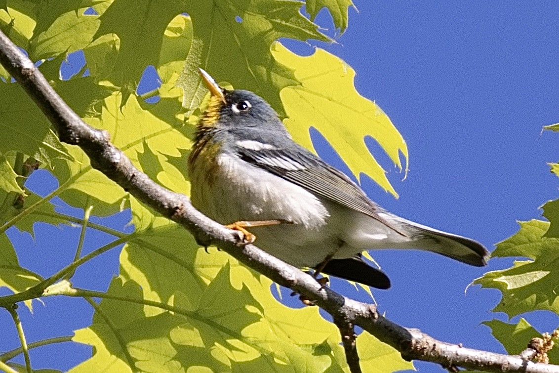 Northern Parula - L&J Meyer