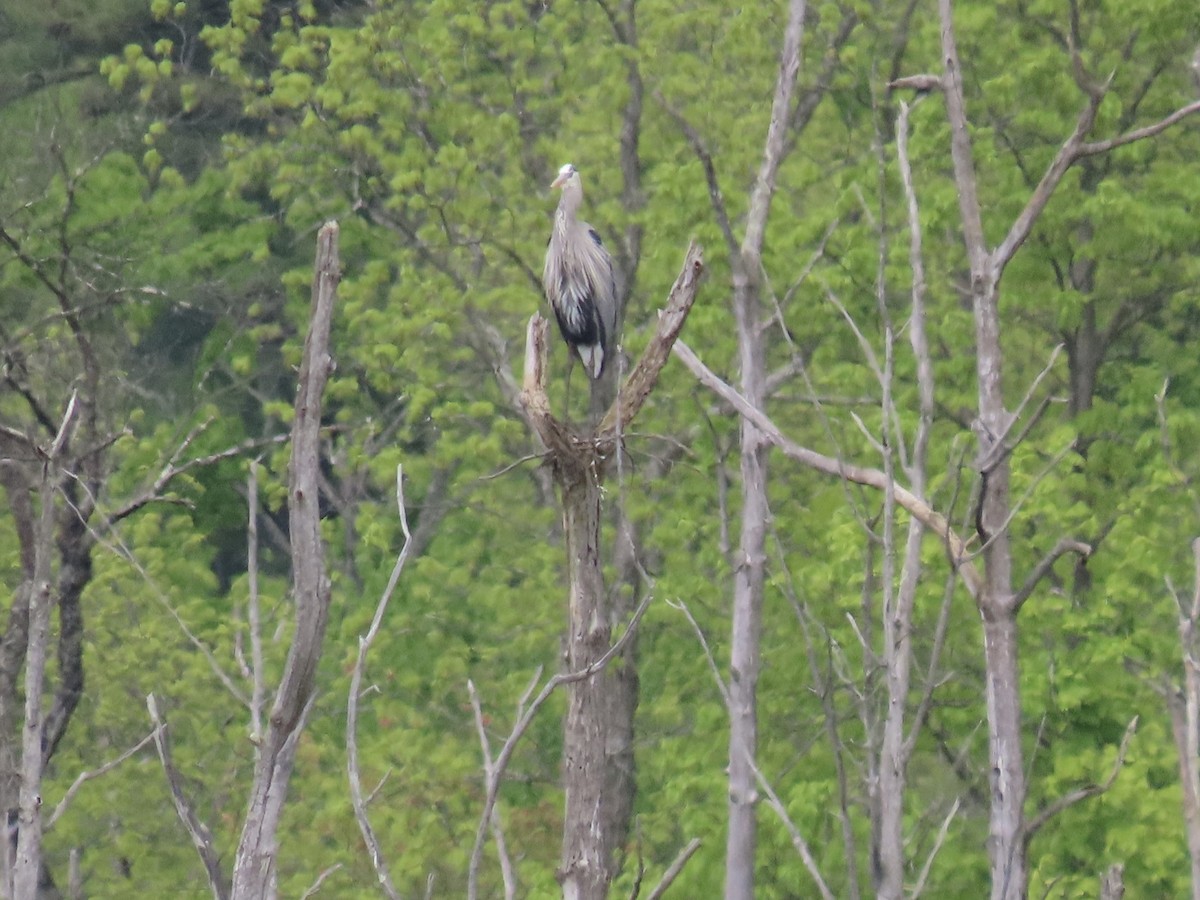 Great Blue Heron - ML618960003