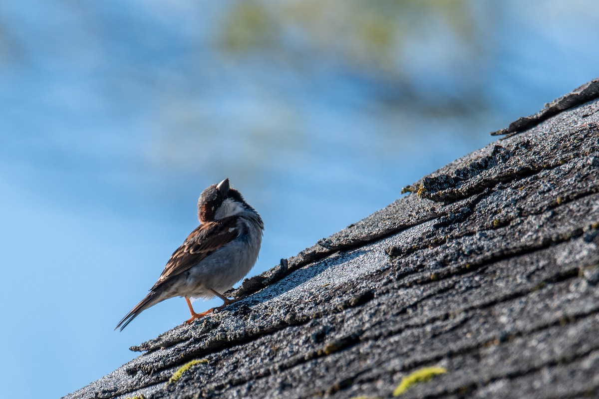 House Sparrow - Joshua  Vincent