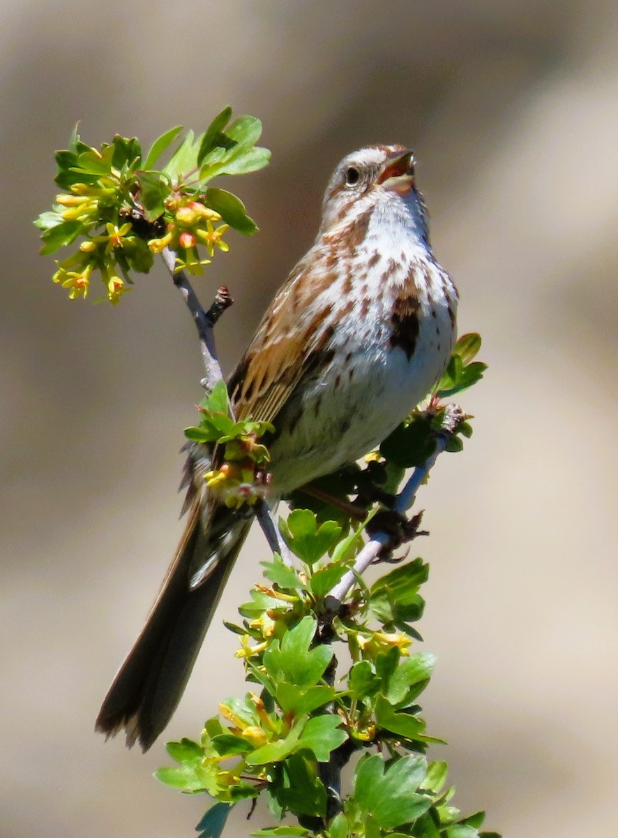 Song Sparrow - ML618960025