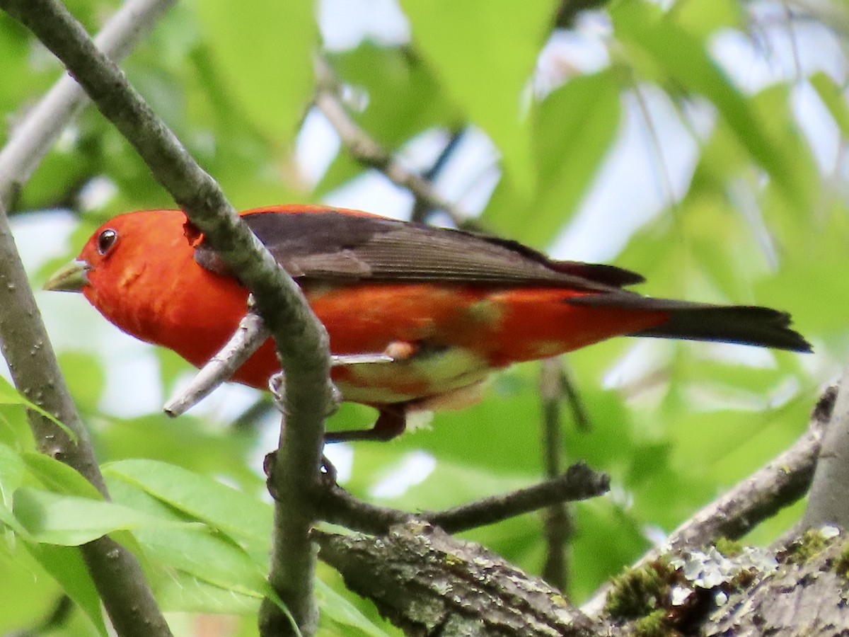 Scarlet Tanager - ML618960048