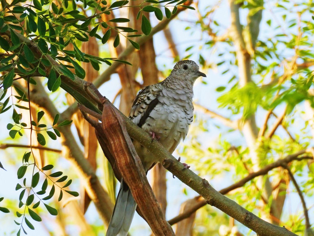 Scaled Dove - ML618960052