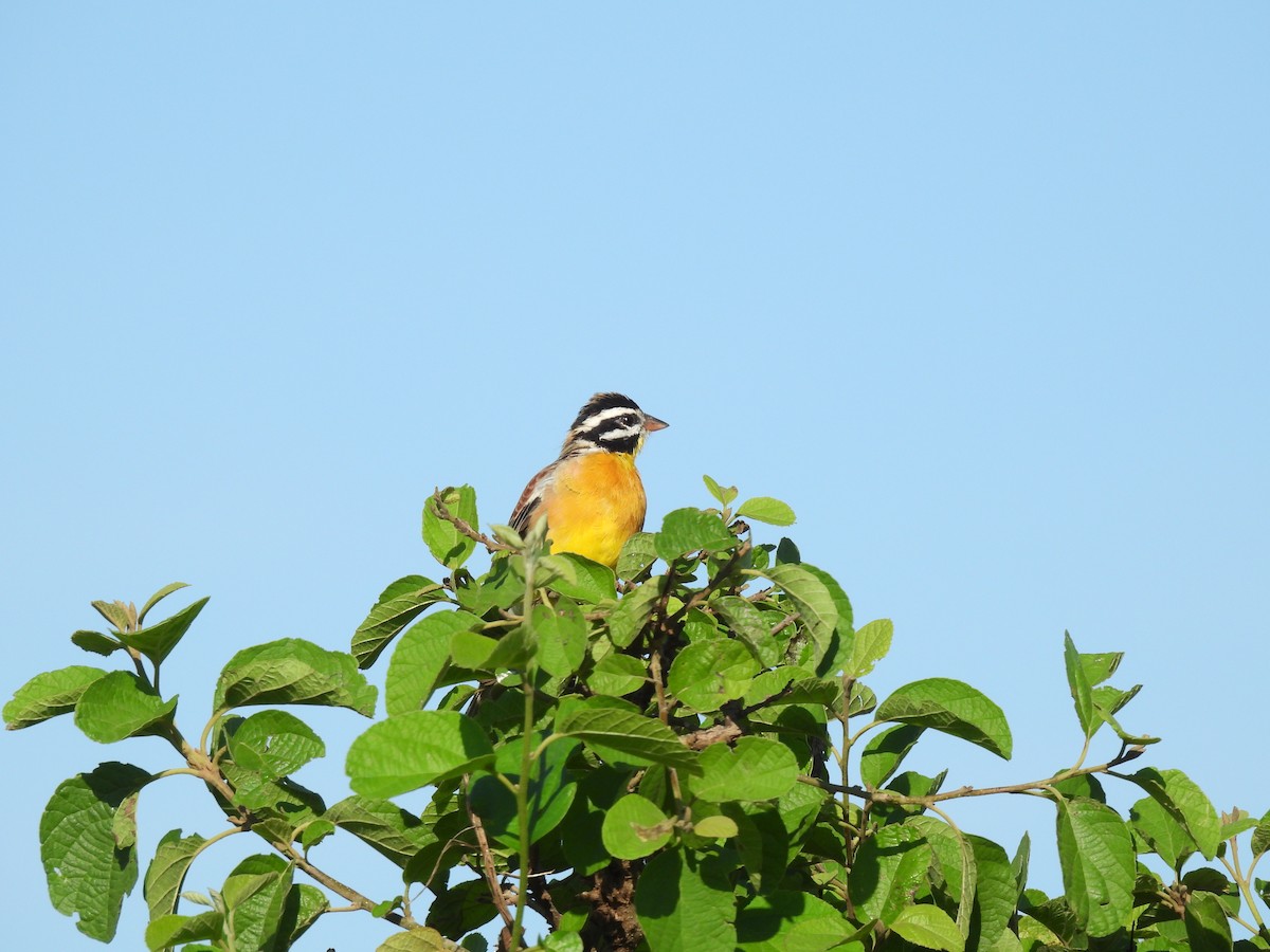Golden-breasted Bunting - Suhel Quader