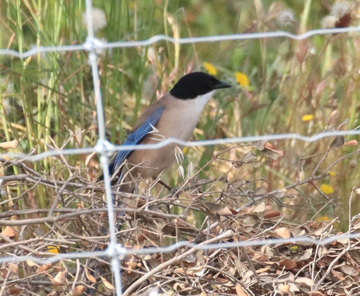 Iberian Magpie - Edmund Bell