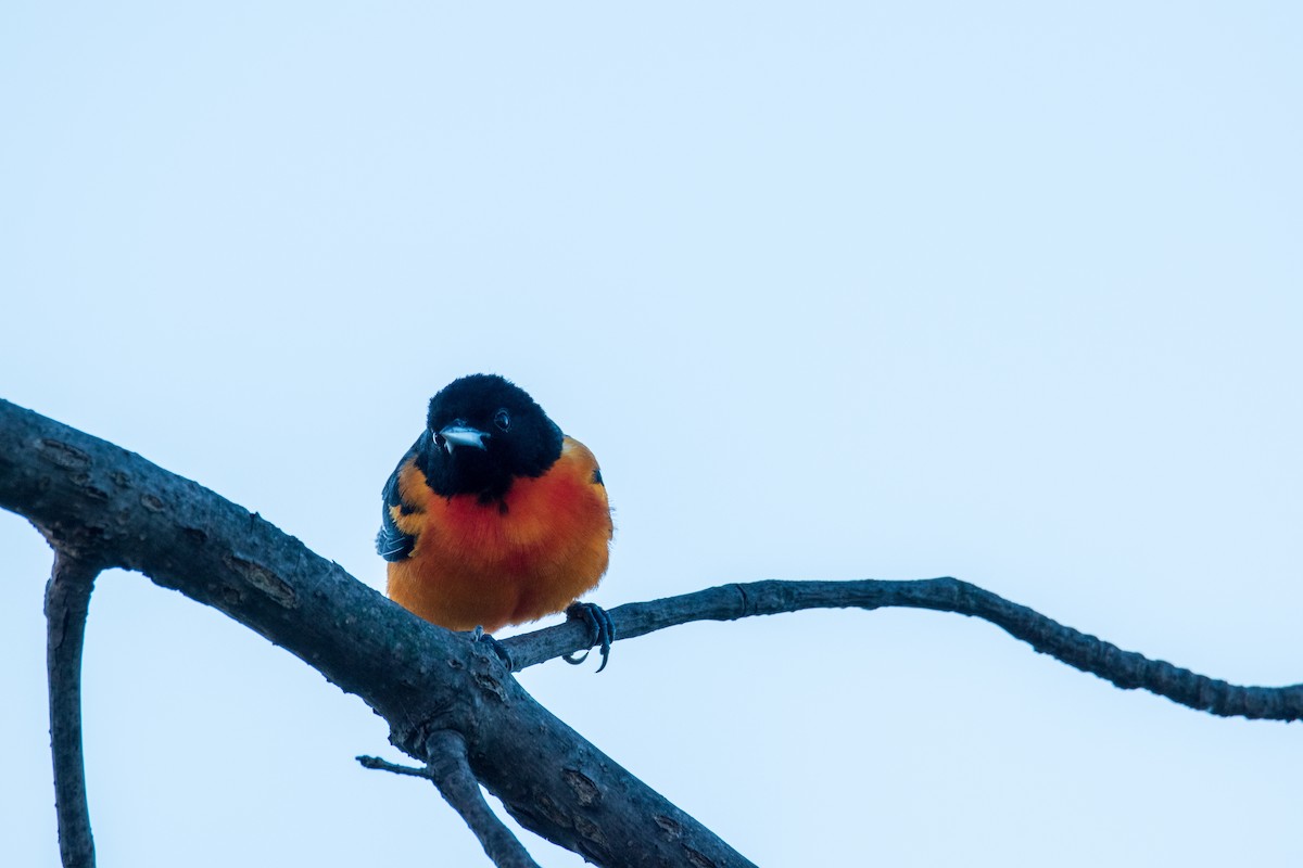 Baltimore Oriole - ML618960070