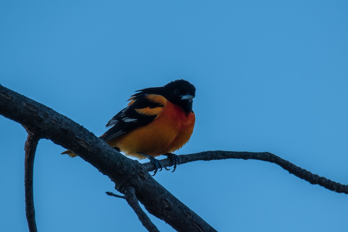 Baltimore Oriole - ML618960071