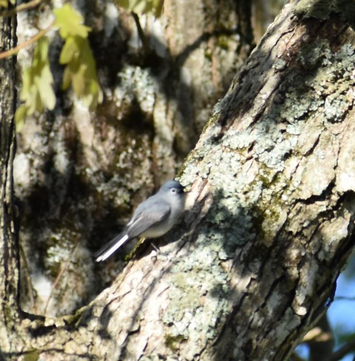 Blue-gray Gnatcatcher - ML618960073