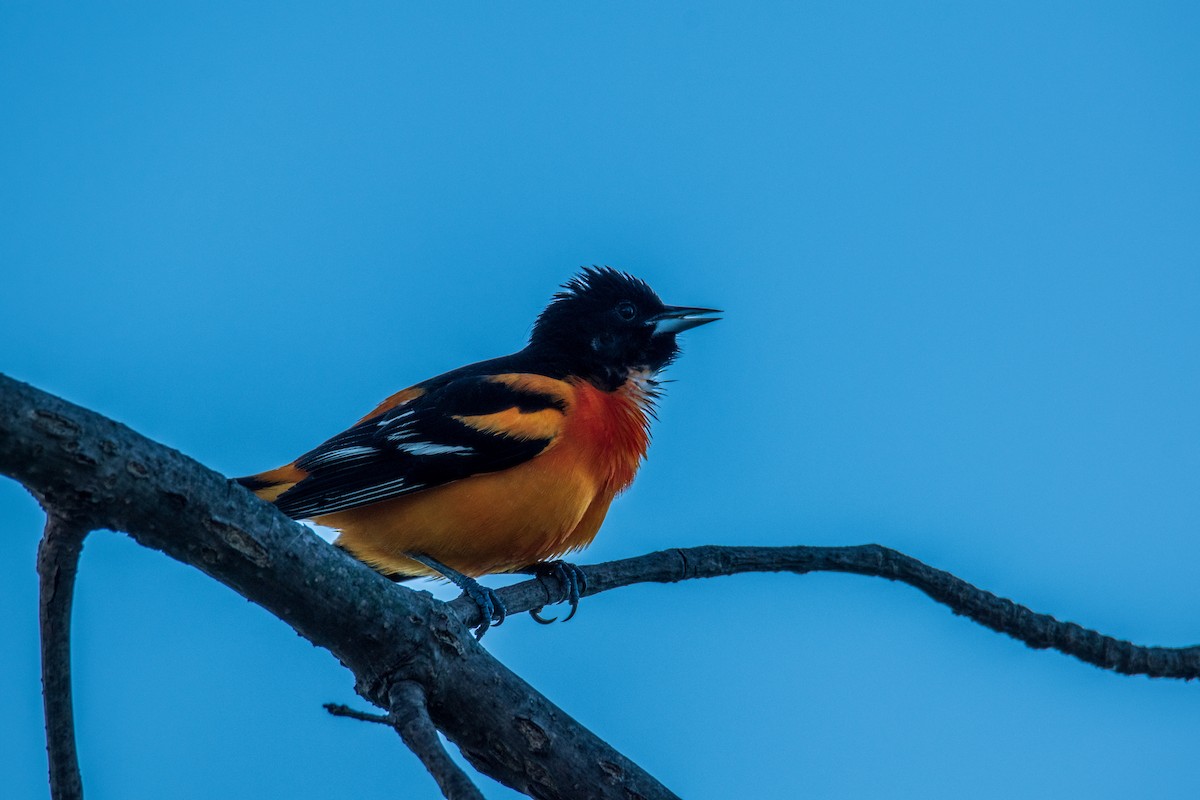 Baltimore Oriole - ML618960074