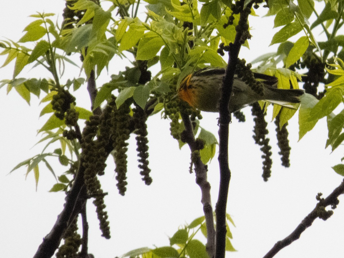 Blackburnian Warbler - Tom Nagel