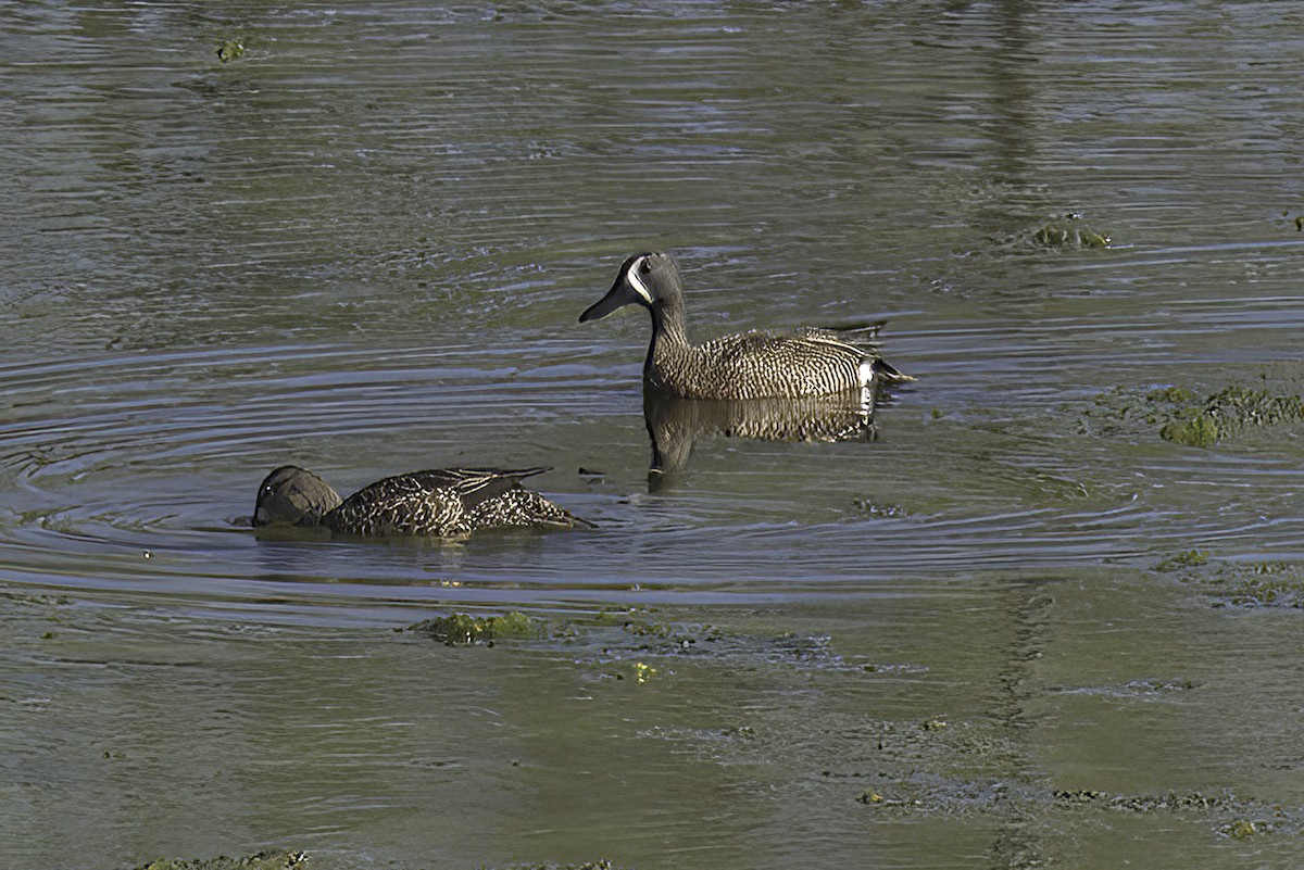 Blue-winged Teal - Jim Tonkinson