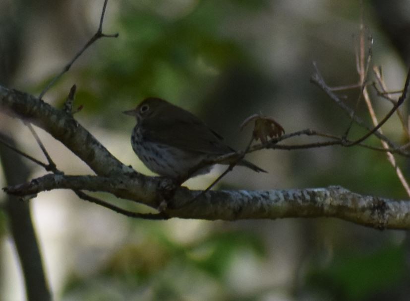 Wood Thrush - ML618960094