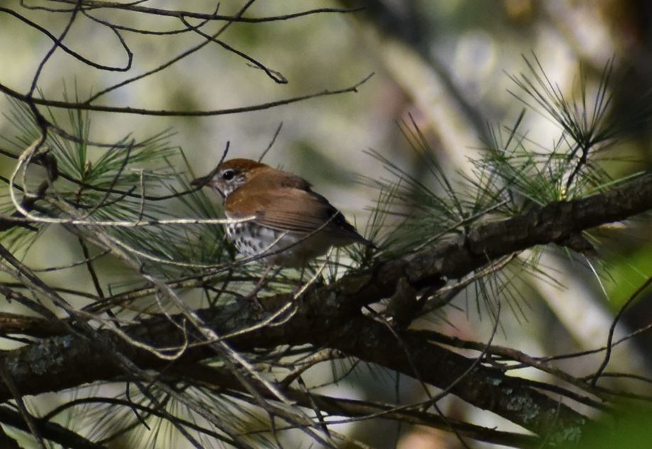 Wood Thrush - John Bean