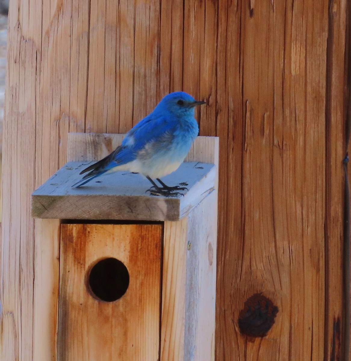 Mountain Bluebird - Robin Wolcott