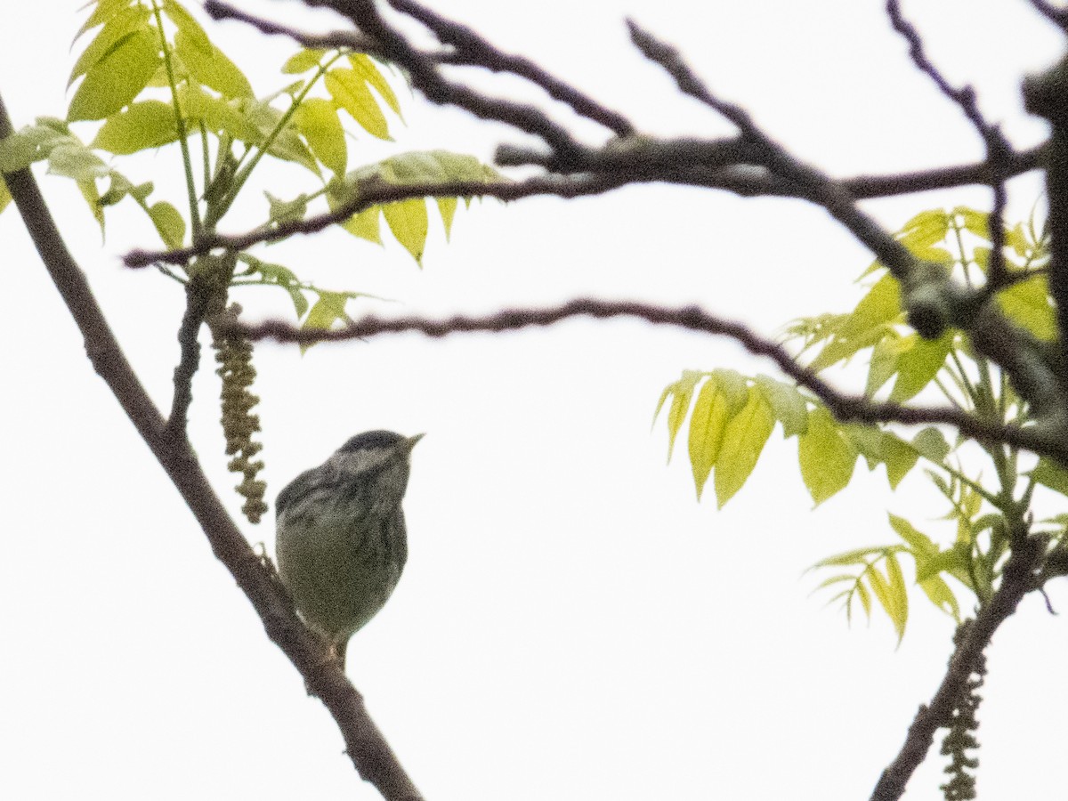 Blackpoll Warbler - Tom Nagel