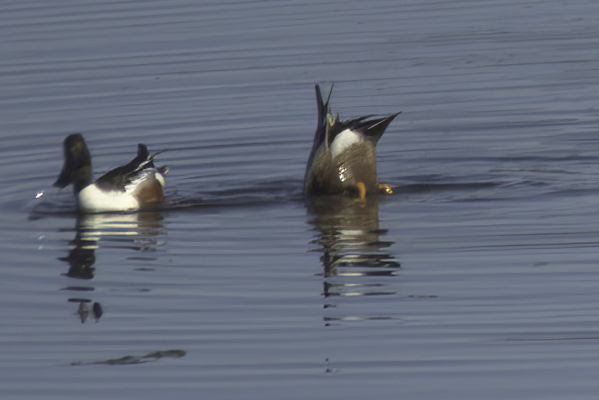 Northern Shoveler - Jim Tonkinson