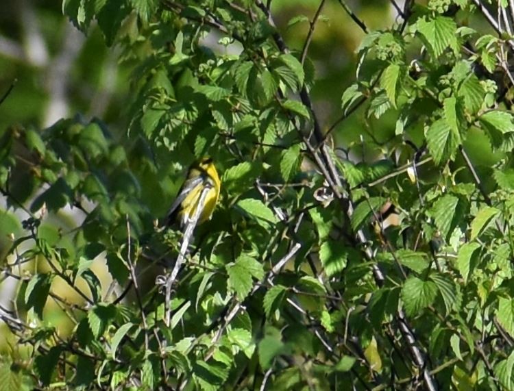 Blue-winged Warbler - ML618960123